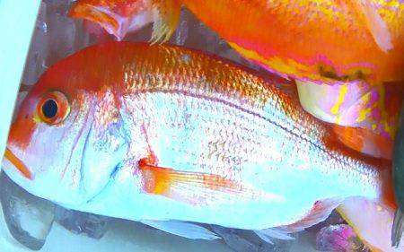 焼津沖　レンコダイ、アカイサキなど